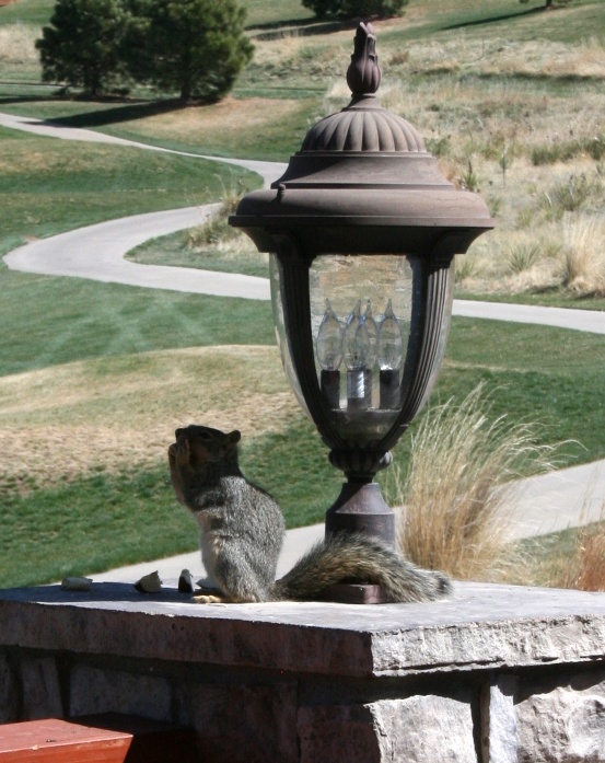 squirrel2.jpg
