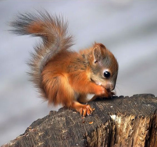 squirreltastic.jpg