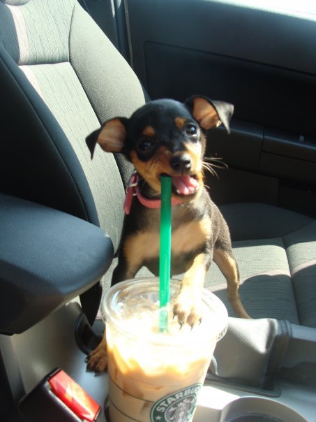starbucks1.gif