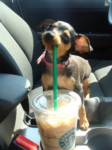 starbucks2.gif