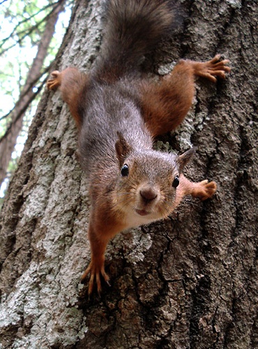 staringsquirrel.jpg