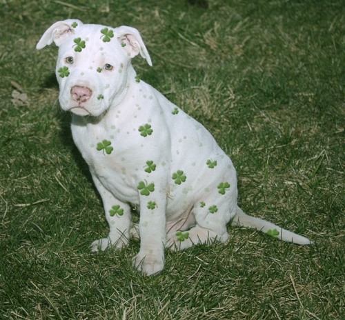 stpaddy.jpg