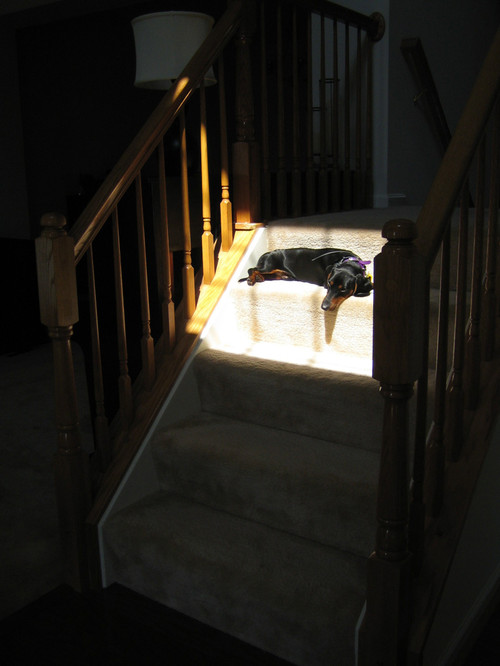 sunbeamfound.gif