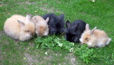 sundaybuffet1.gif