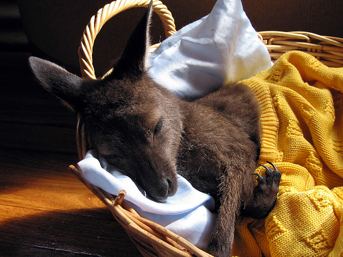 sweetdreams4u.gif