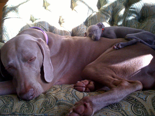 sweetdreamstogether.gif