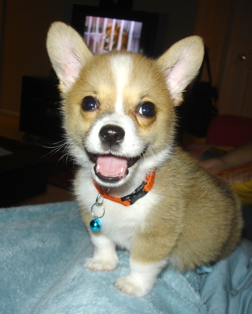 sweetface.jpg