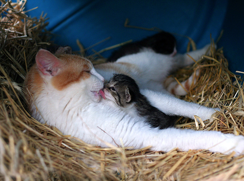 sweetkiss.gif