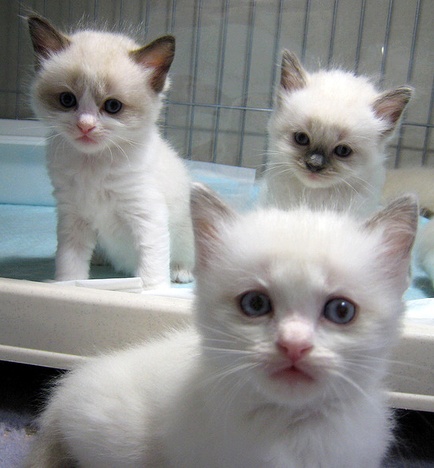 sweetkittens2.jpg