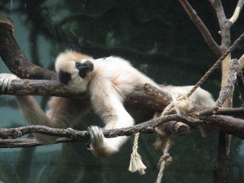 sweetmonkey.gif