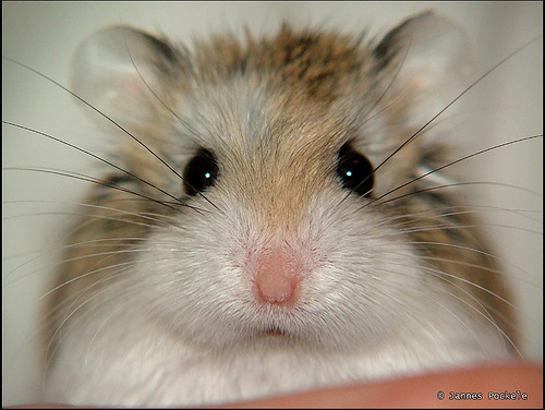 sweetnose.jpg