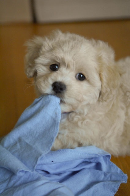 sweetpup3.jpg