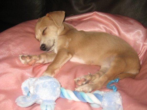 sweetydreams.jpg