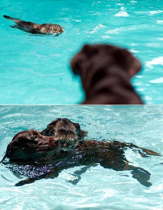 swimbuddies2.jpg