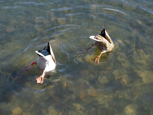 synchronizedducktocks.jpg