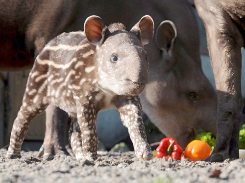 tapir.jpg