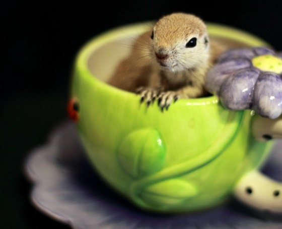 teatime.jpg