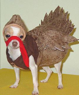 thanksgivingdog.jpg