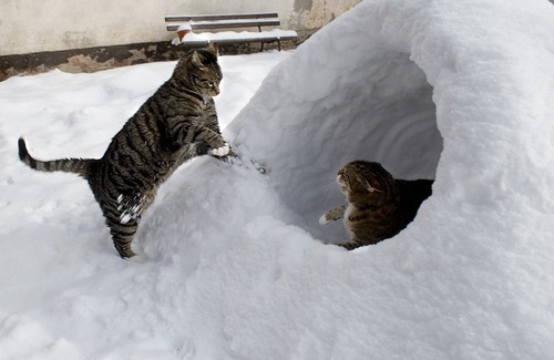 thisismysnowfort.gif