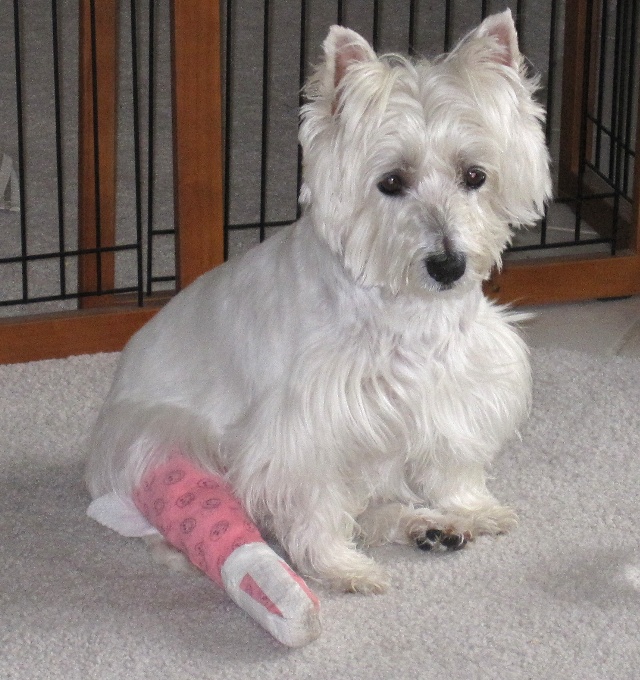 tiffsurgerymay2009a.jpg