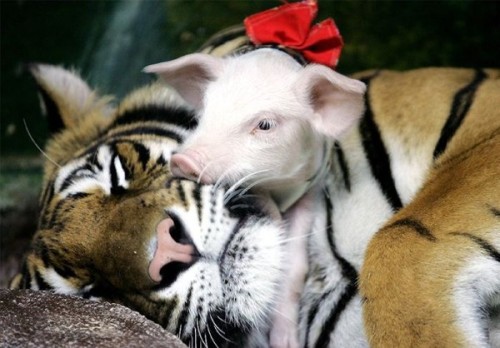 tiger-and-piglets-three.jpg