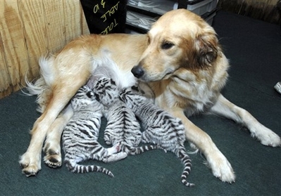 tigermom.jpg