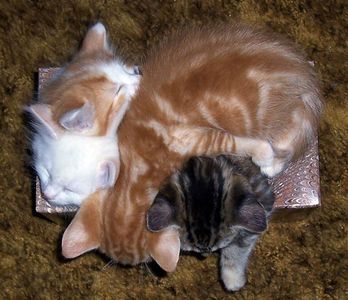 tissuebox.jpg