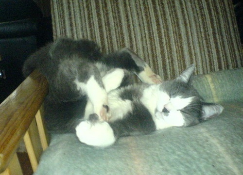 tocks_n_naps_2.jpg