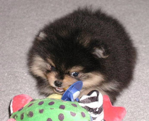 total_furball.jpg