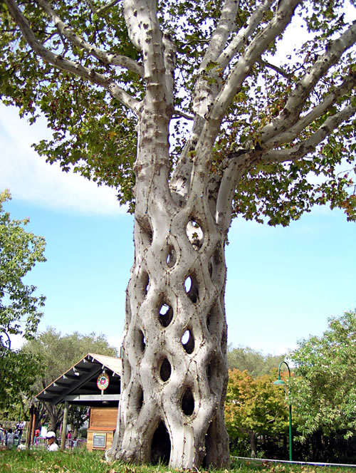 tree2.gif