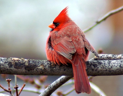 trueredbeauty.gif