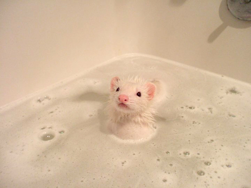 tubbles.jpg