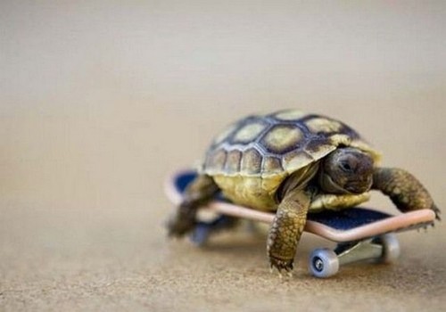 turtleboard.jpg