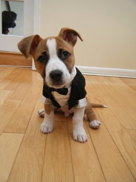 tux.jpg
