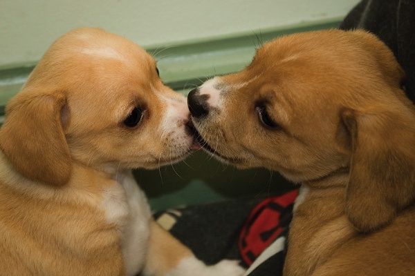 valentinepups.jpg