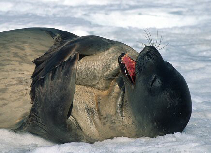 weddellseal.jpg