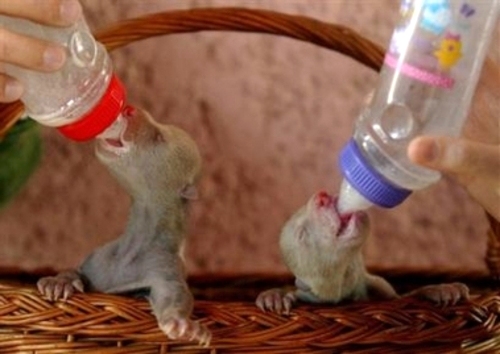 weekoldbabybears1.jpg