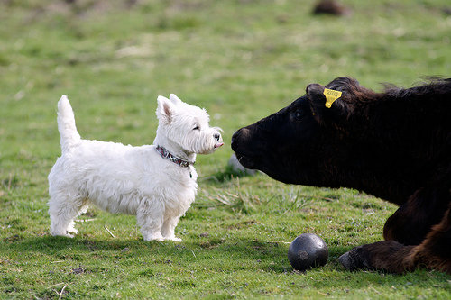 westiebull.jpg