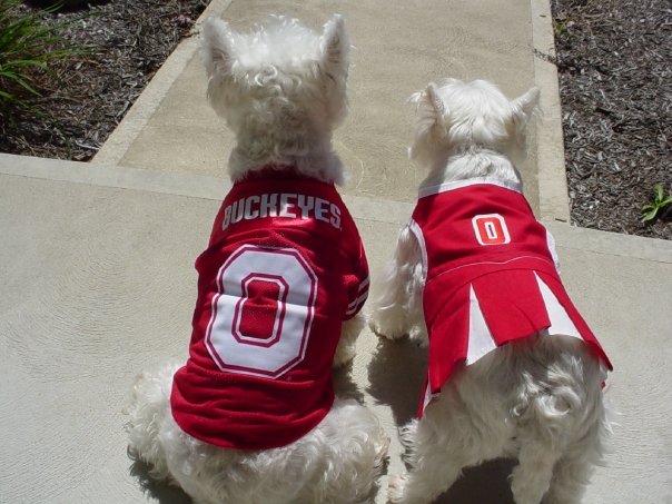 westiesbuckeye.jpg