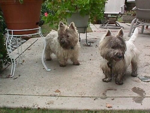 westiesnmud.jpg