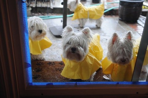 westiesraincoat.jpg