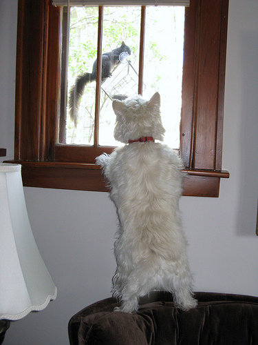 westiewindow.jpg
