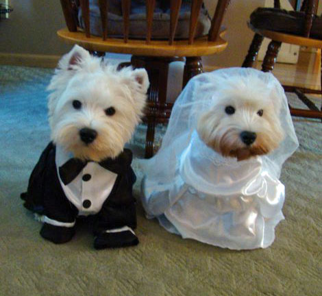 westy_marriage.jpg