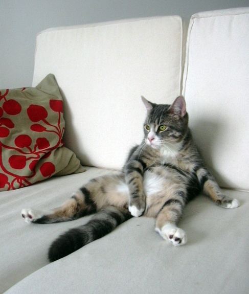 whatsonspringer1.jpg