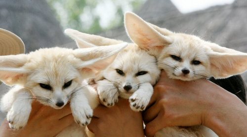 whitefoxes.jpg