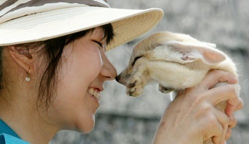 whitefoxes2.jpg