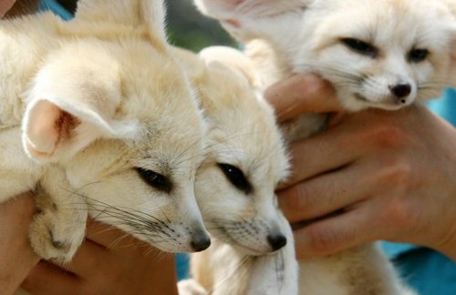whitefoxes3.jpg