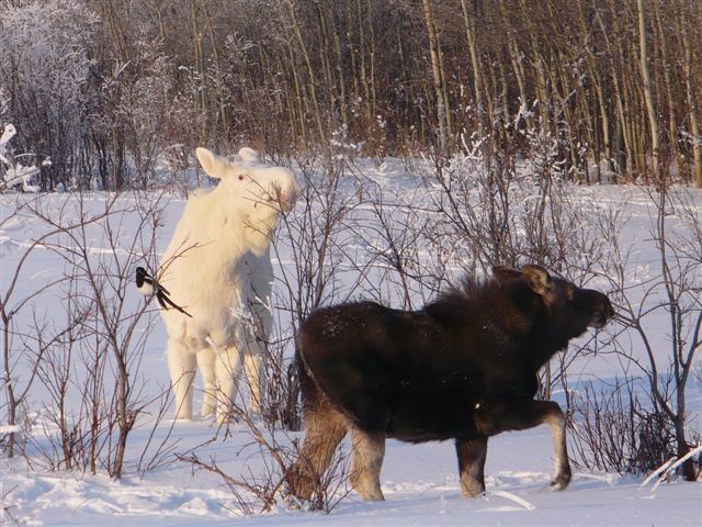 whitemoose1.jpg