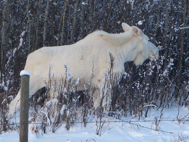whitemoose2.jpg