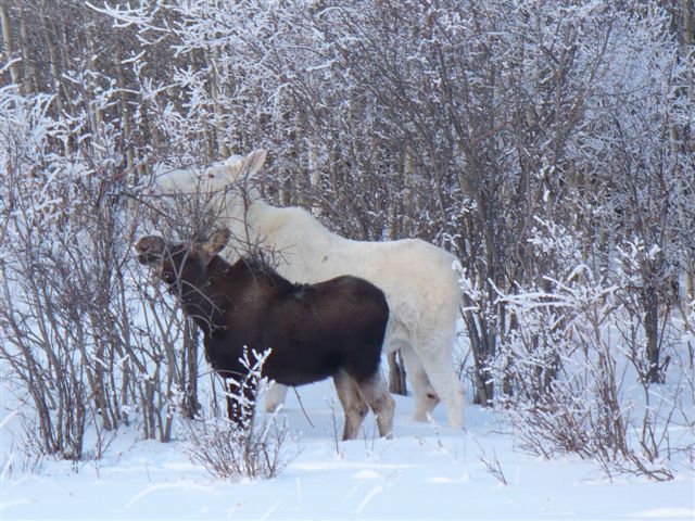 whitemoose3.jpg